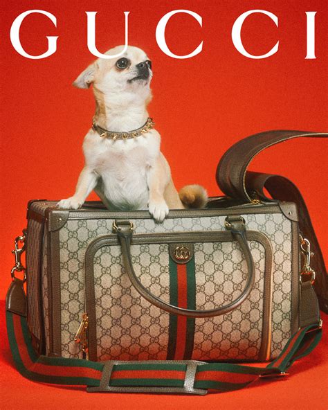 gucci colgone for pets|Gucci pet collection 2021.